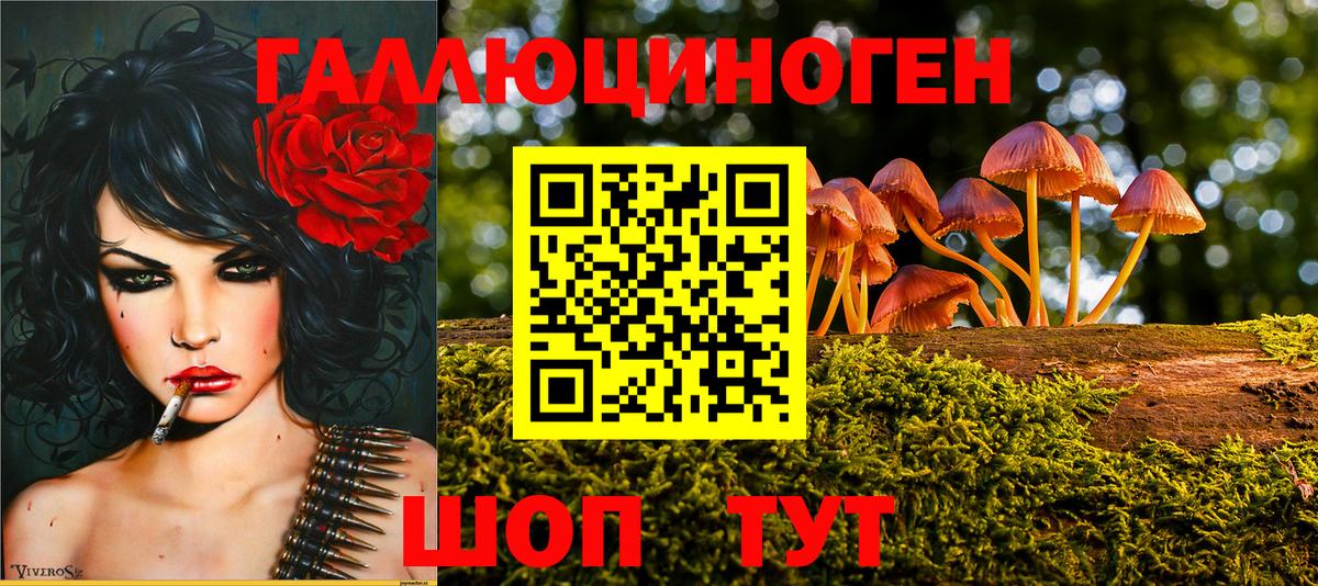 Ессентуки  Галлюциногенные грибы Psilocybine cubensis  Вход с VPN 